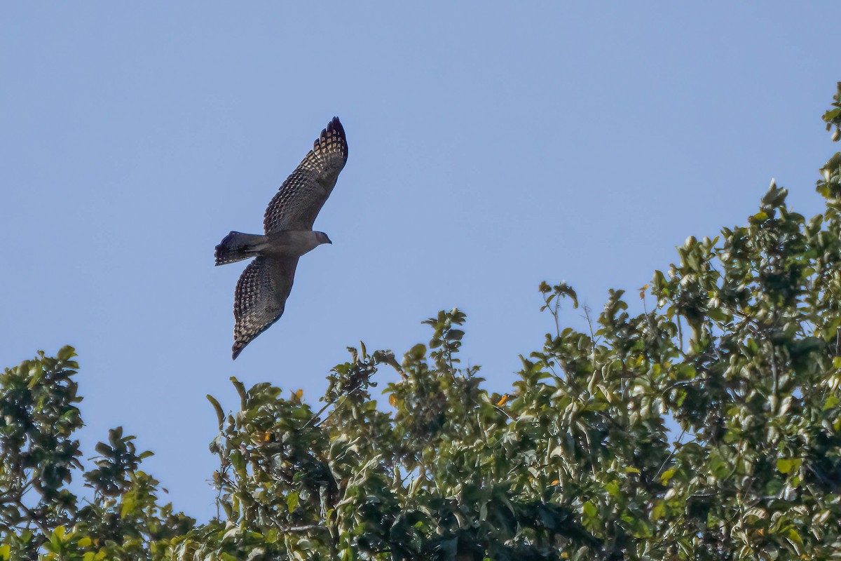 Águila Montañesa - ML622105412