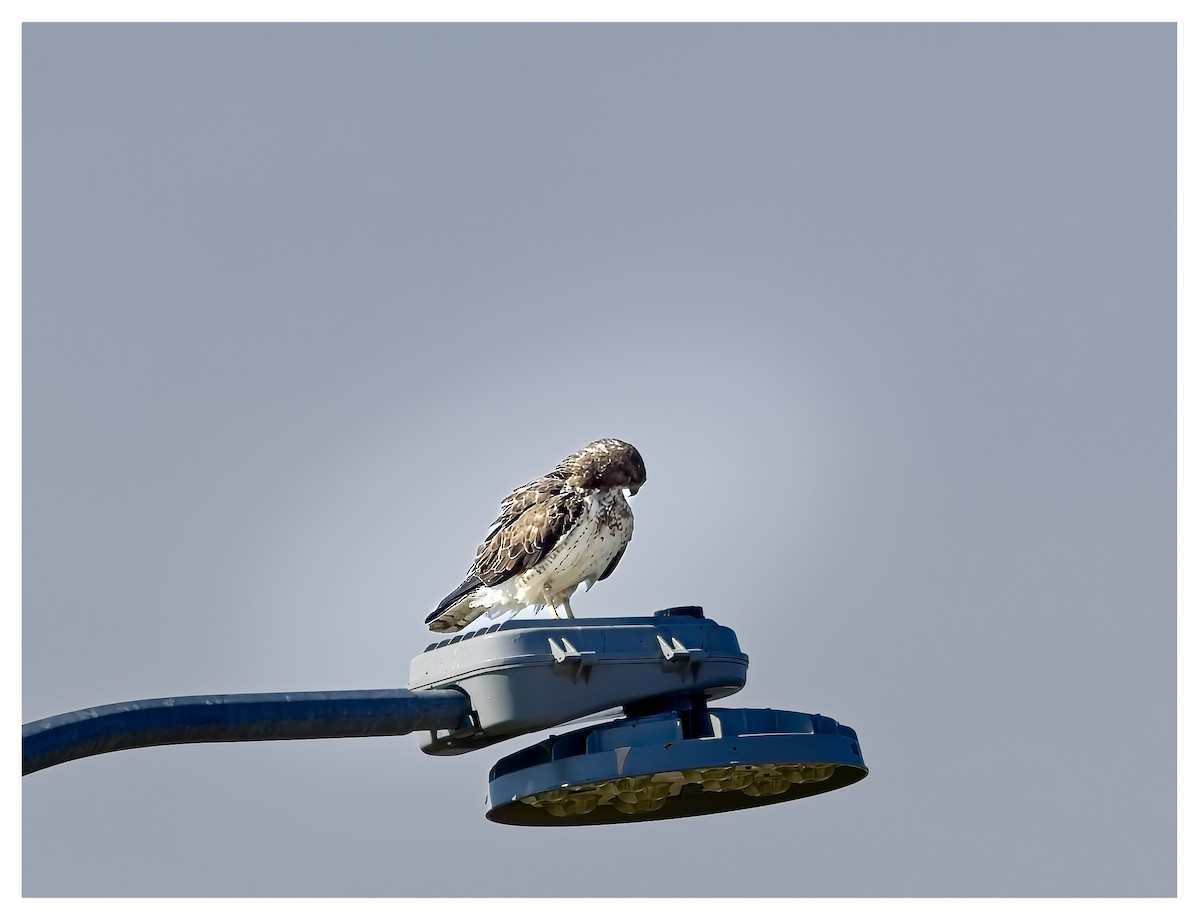 Swainson's Hawk - Doug Lawson