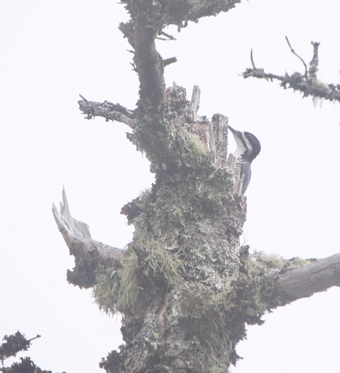 Black-backed Woodpecker - Gautam Apte