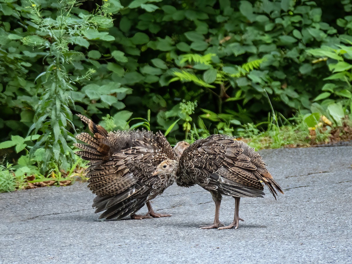 Wild Turkey - ML622105453