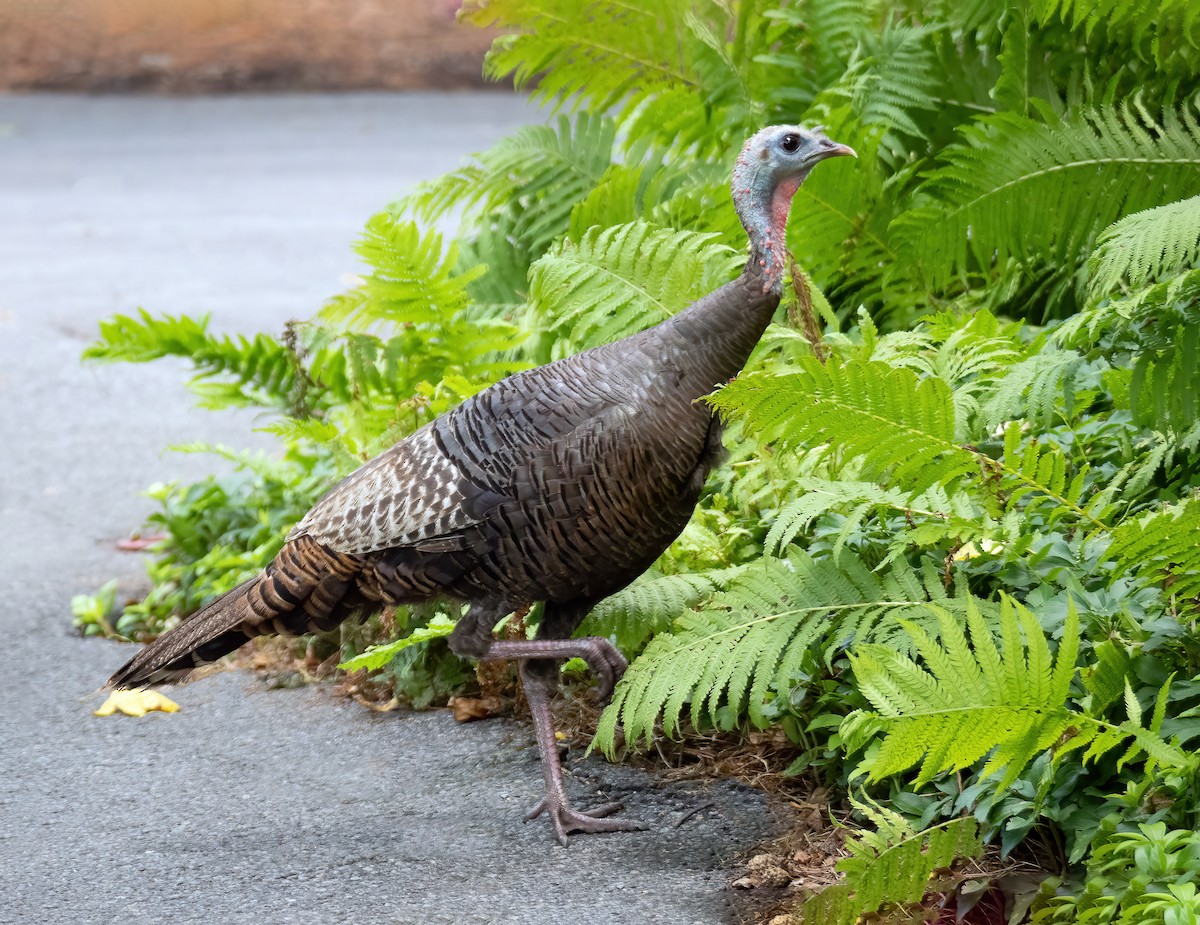 Wild Turkey - ML622105454