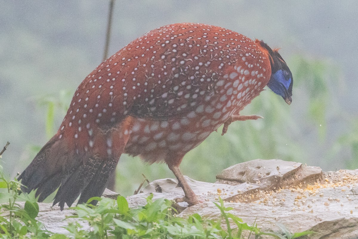 Temminck's Tragopan - ML622105469