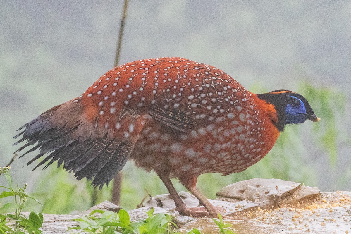 Temminck's Tragopan - ML622105477