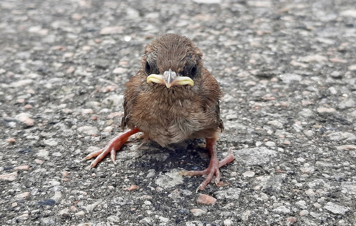 House Wren - ML622105502