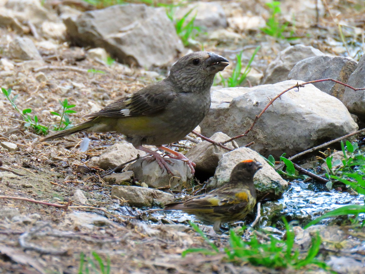 White-winged Grosbeak - ML622105509