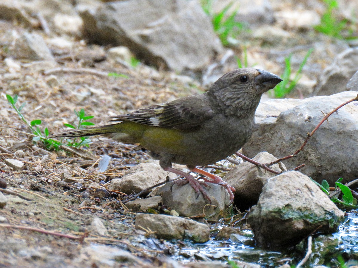 White-winged Grosbeak - ML622105511