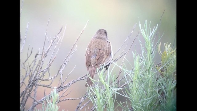 Bell's Sparrow (clementeae) - ML622105523