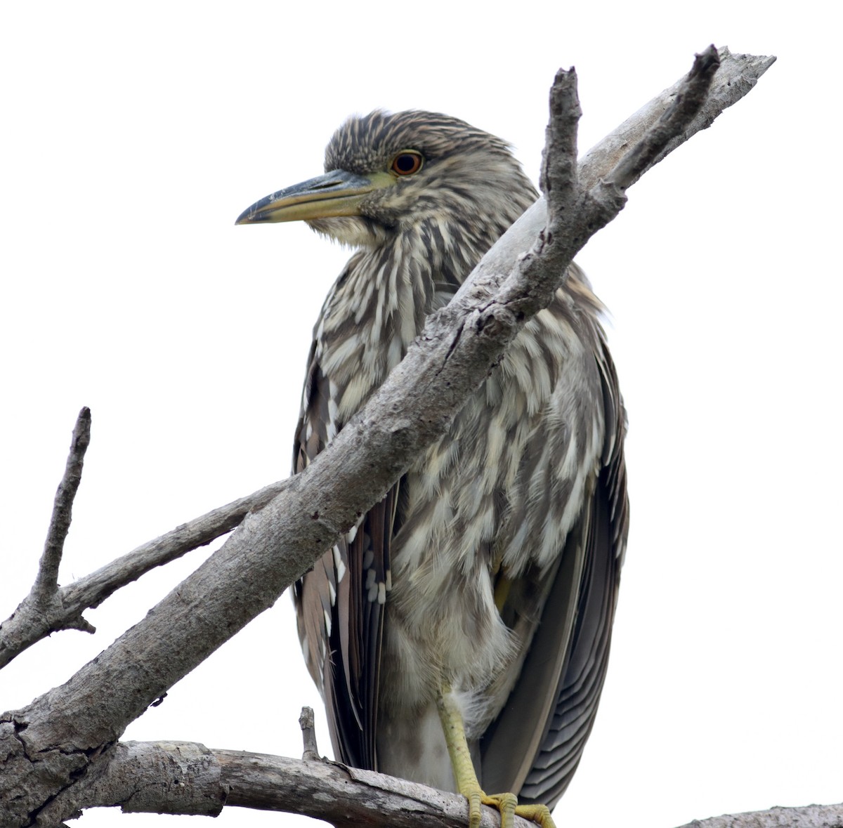 Black-crowned Night Heron - ML622105525