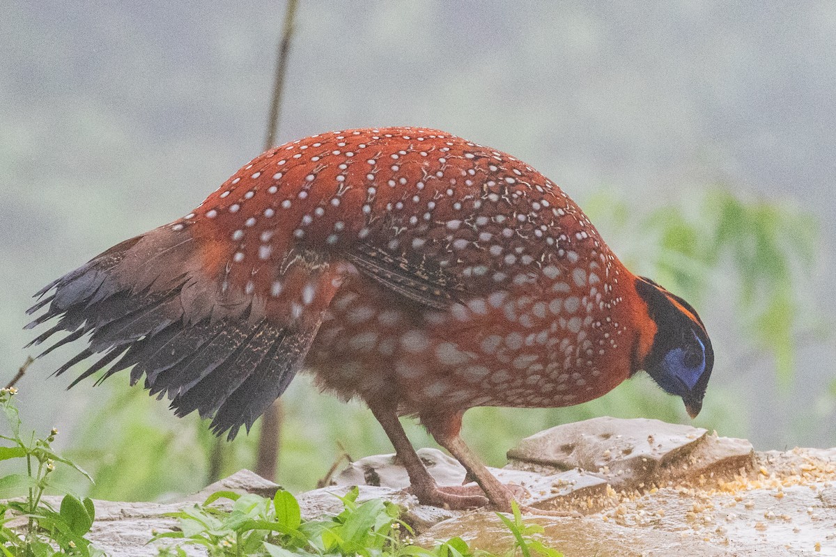 Temminck's Tragopan - ML622105535