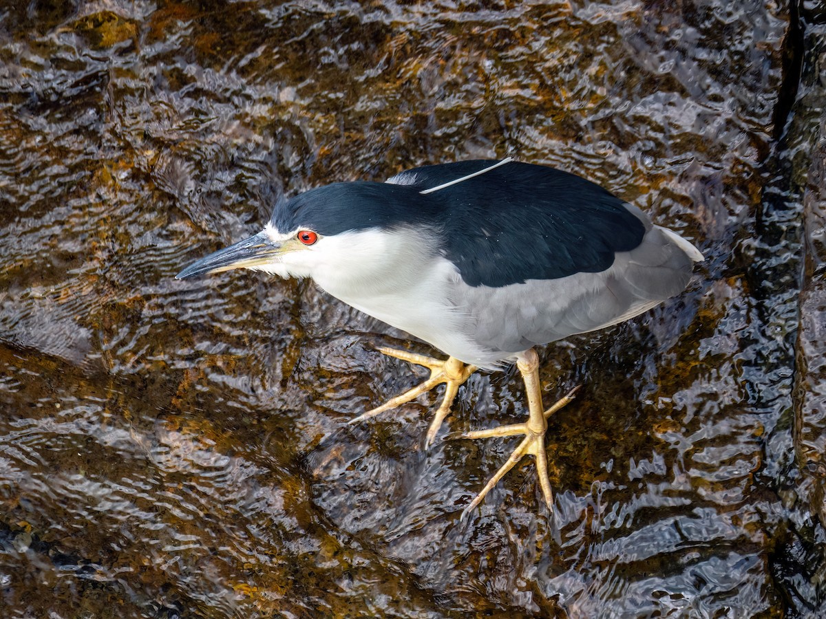 Black-crowned Night Heron - ML622105538