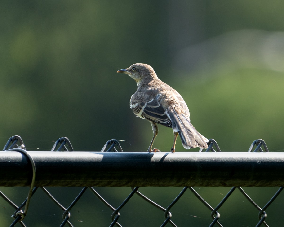 Northern Mockingbird - ML622105541