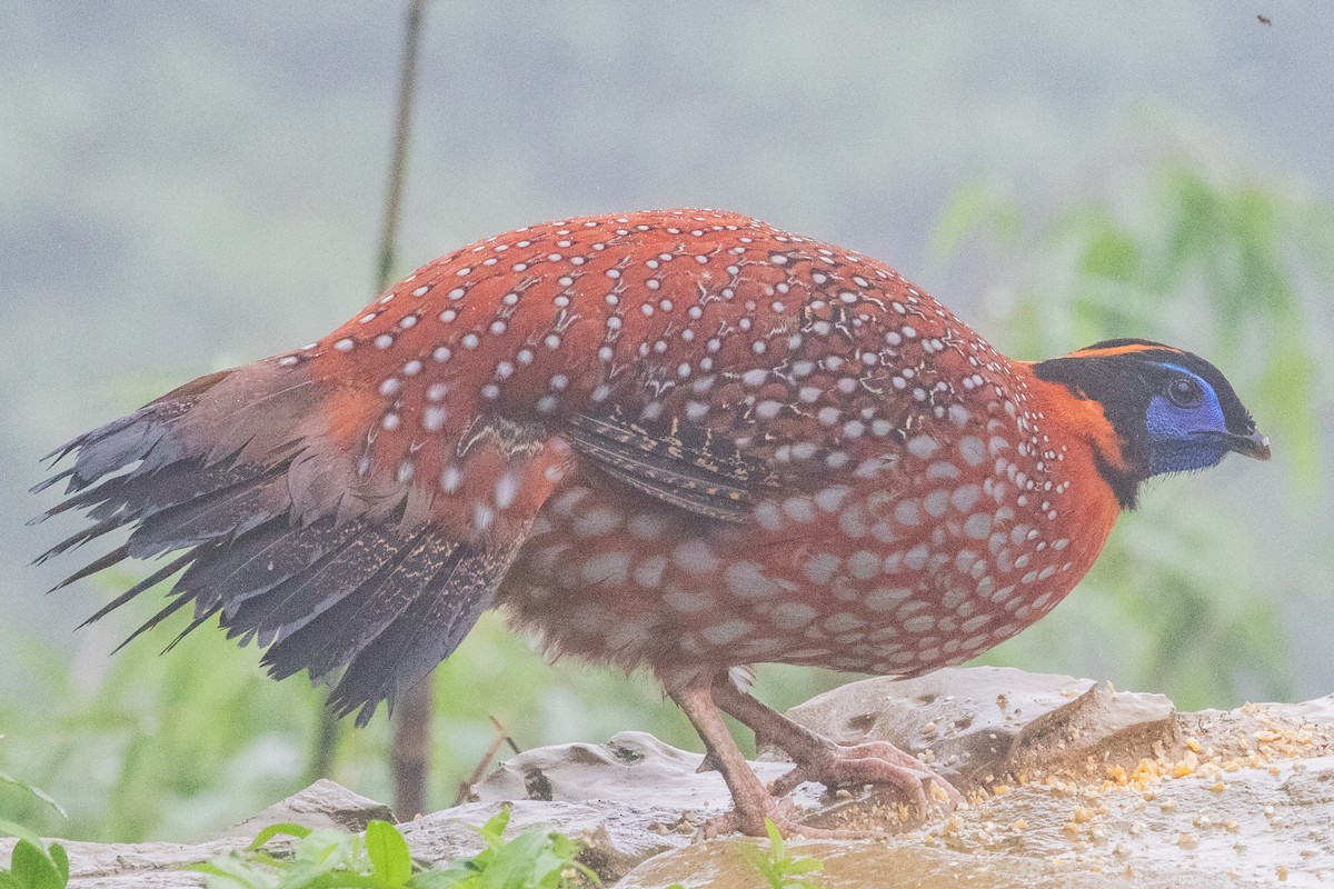 Temminck's Tragopan - ML622105566