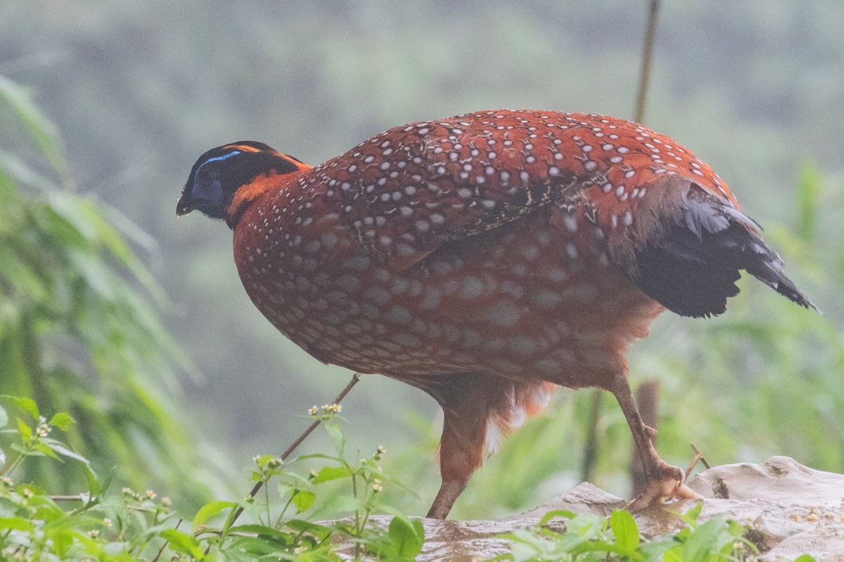 Temminck's Tragopan - ML622105569