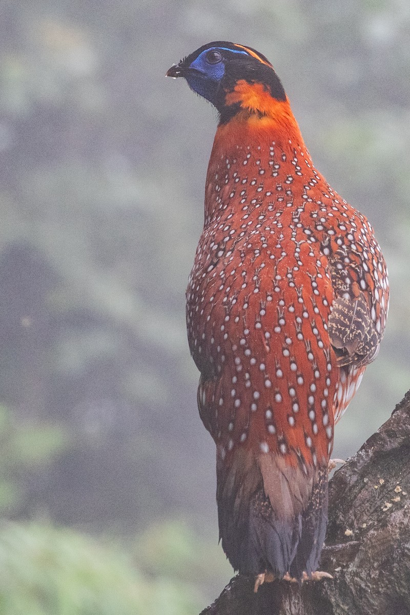 Temminck's Tragopan - ML622105571