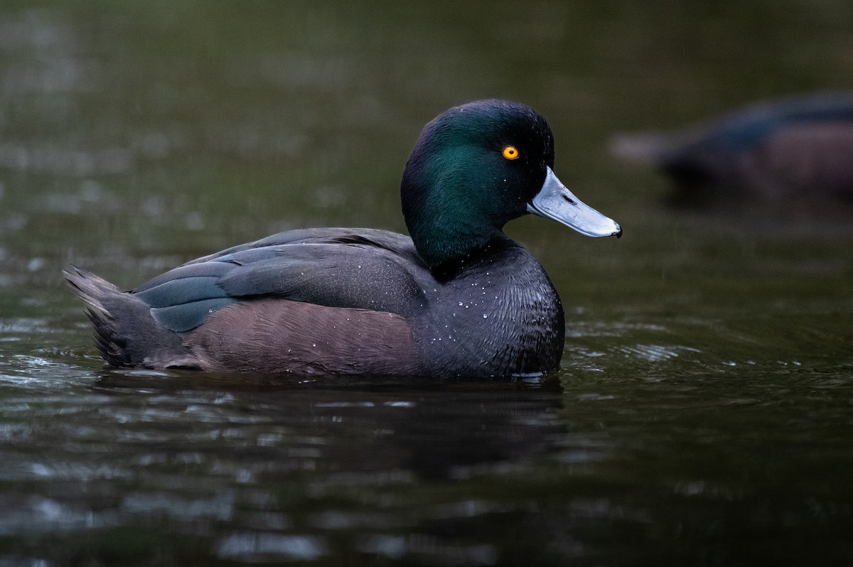New Zealand Scaup - ML622105574
