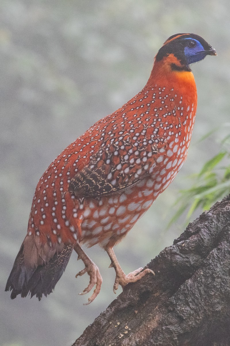 Temminck's Tragopan - ML622105580