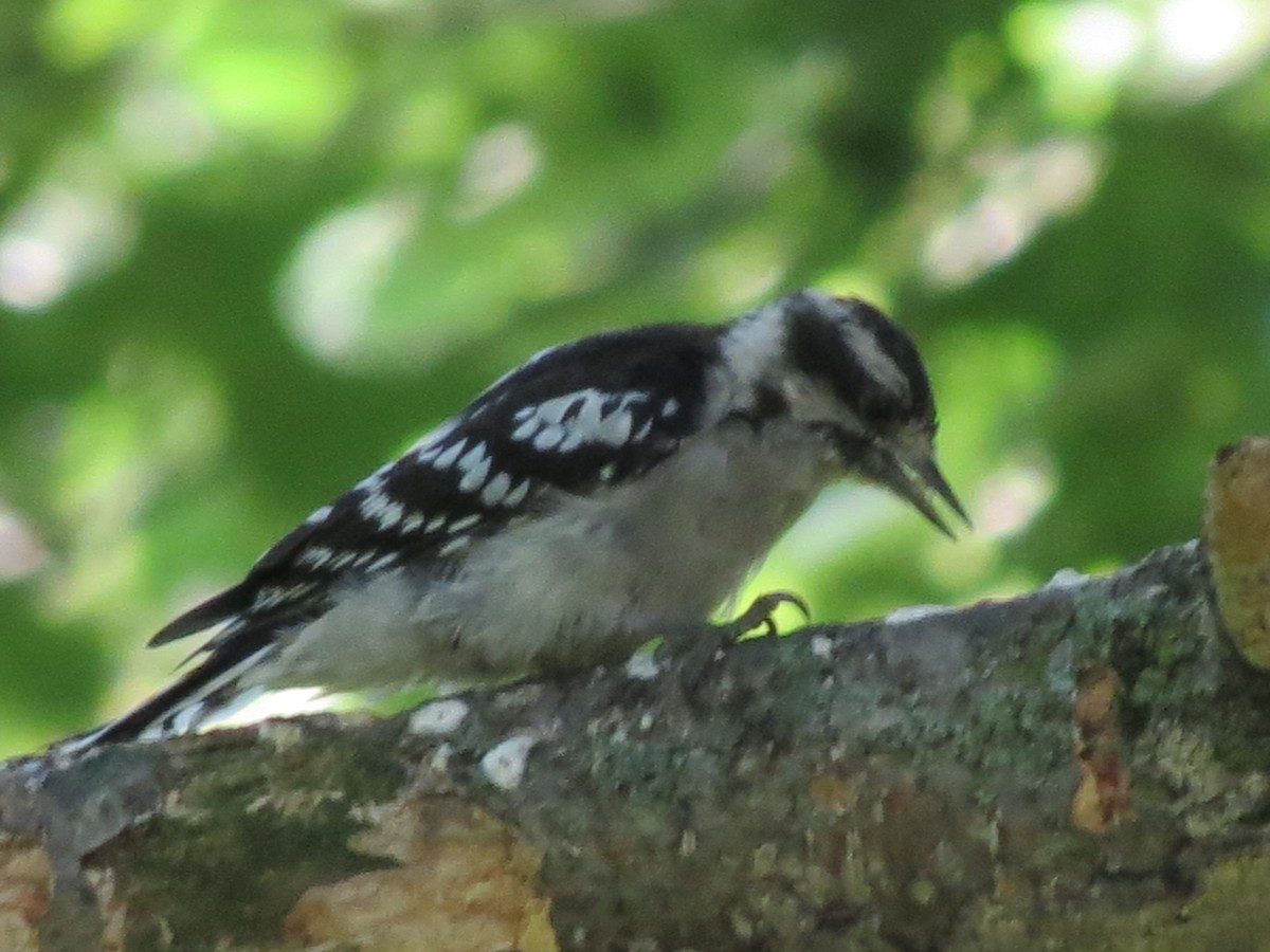 Downy Woodpecker - ML622105582