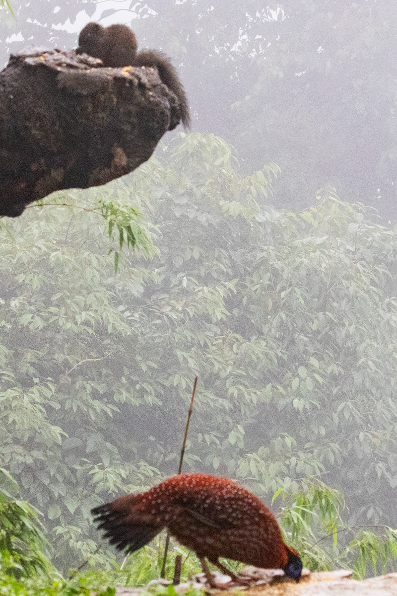 Temminck's Tragopan - ML622105587