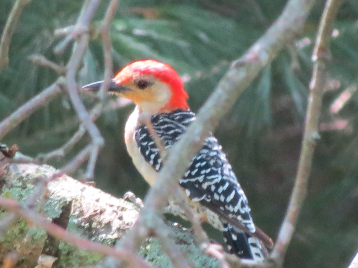 Red-bellied Woodpecker - Pat Claussen