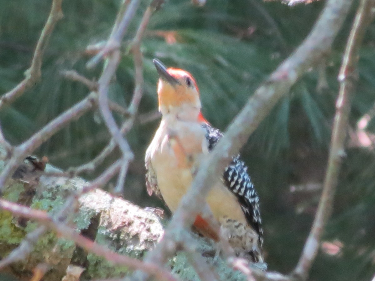 Red-bellied Woodpecker - ML622105589