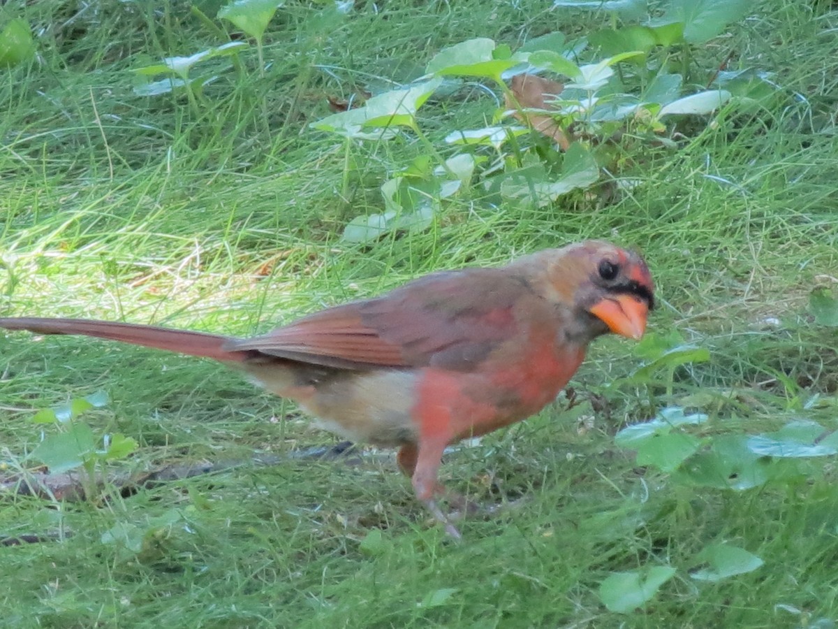 Northern Cardinal - ML622105607