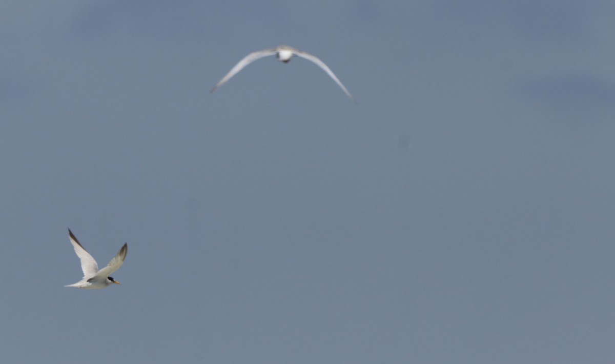 Least Tern - ML622105638