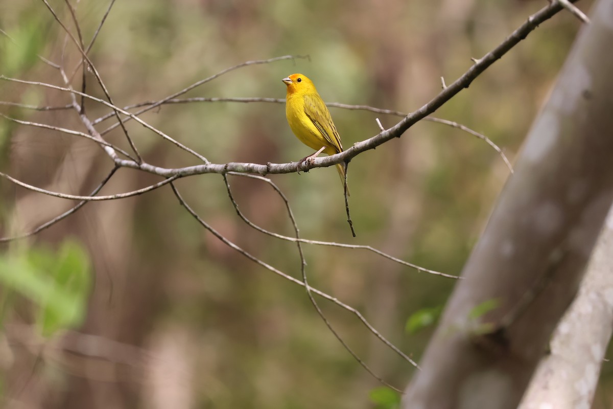 Saffron Finch - ML622105661