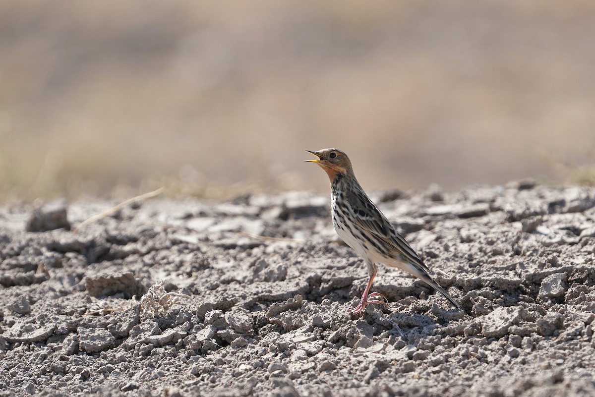 Red-throated Pipit - ML622105665