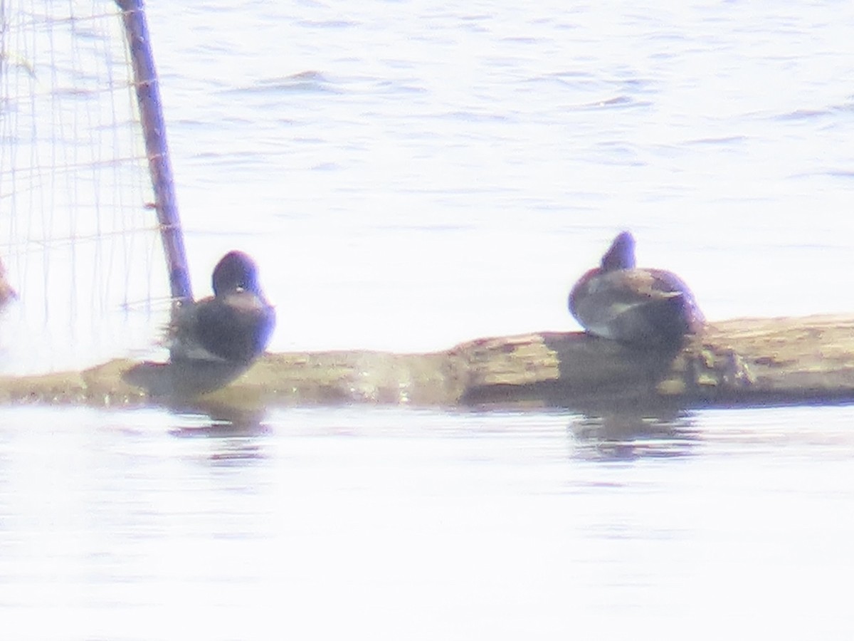 Lesser Scaup - ML622105675