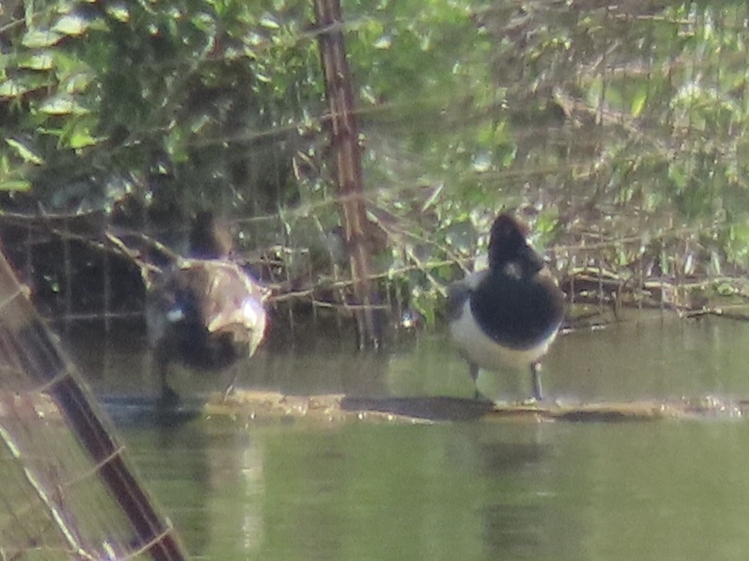 Lesser Scaup - ML622105676