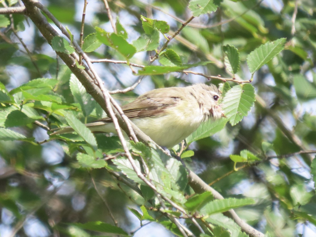 Ötücü Vireo (gilvus) - ML622105678