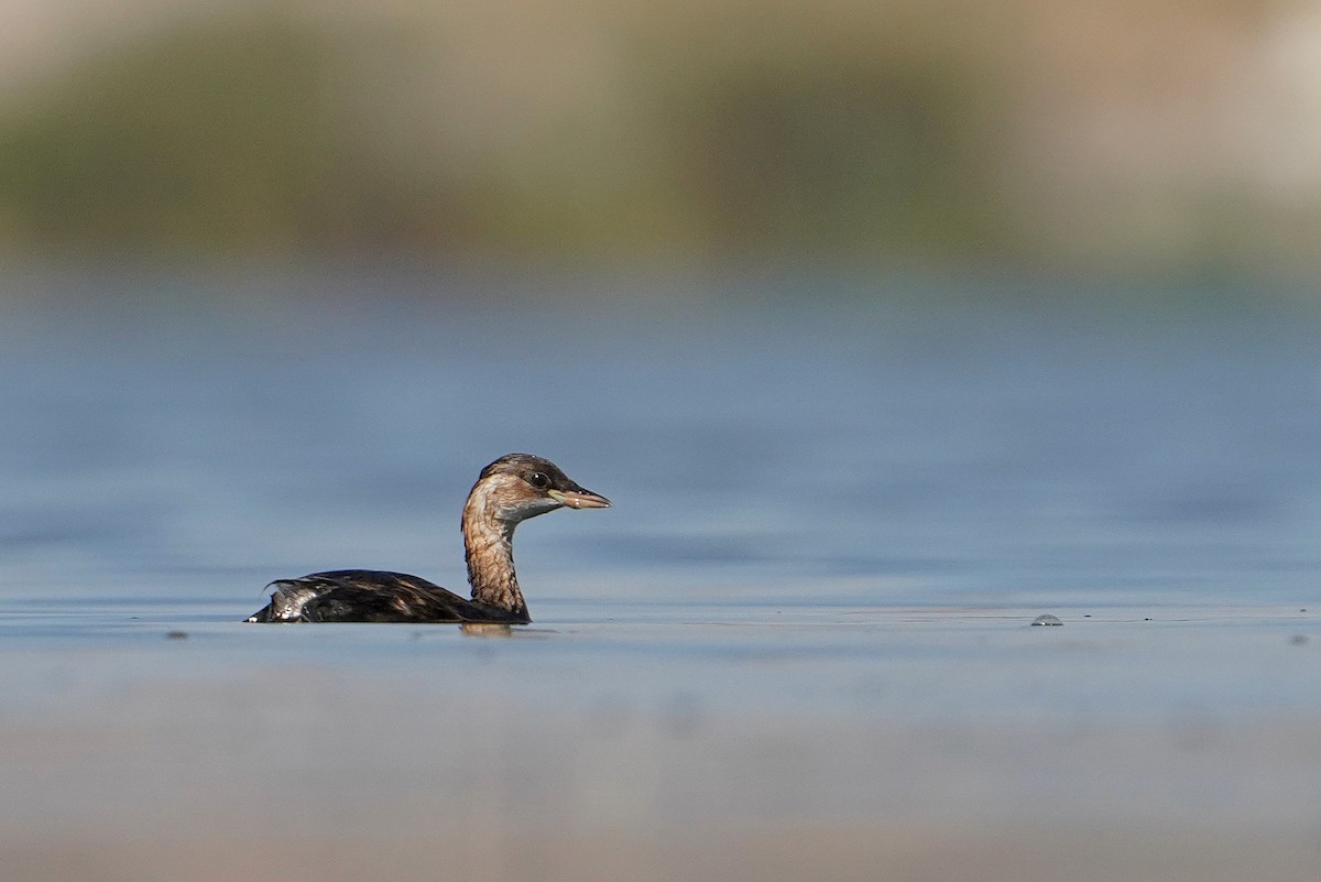 Little Grebe - Irina M