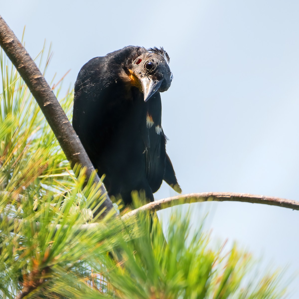 Red-winged Blackbird - Danielle  A