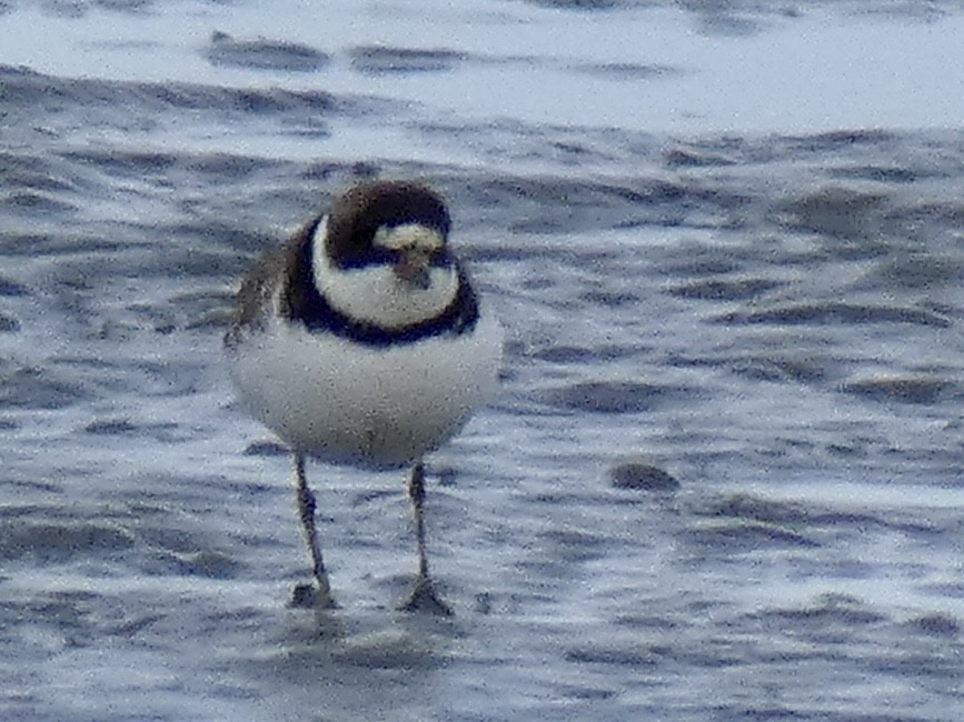 Semipalmated Plover - ML622105692