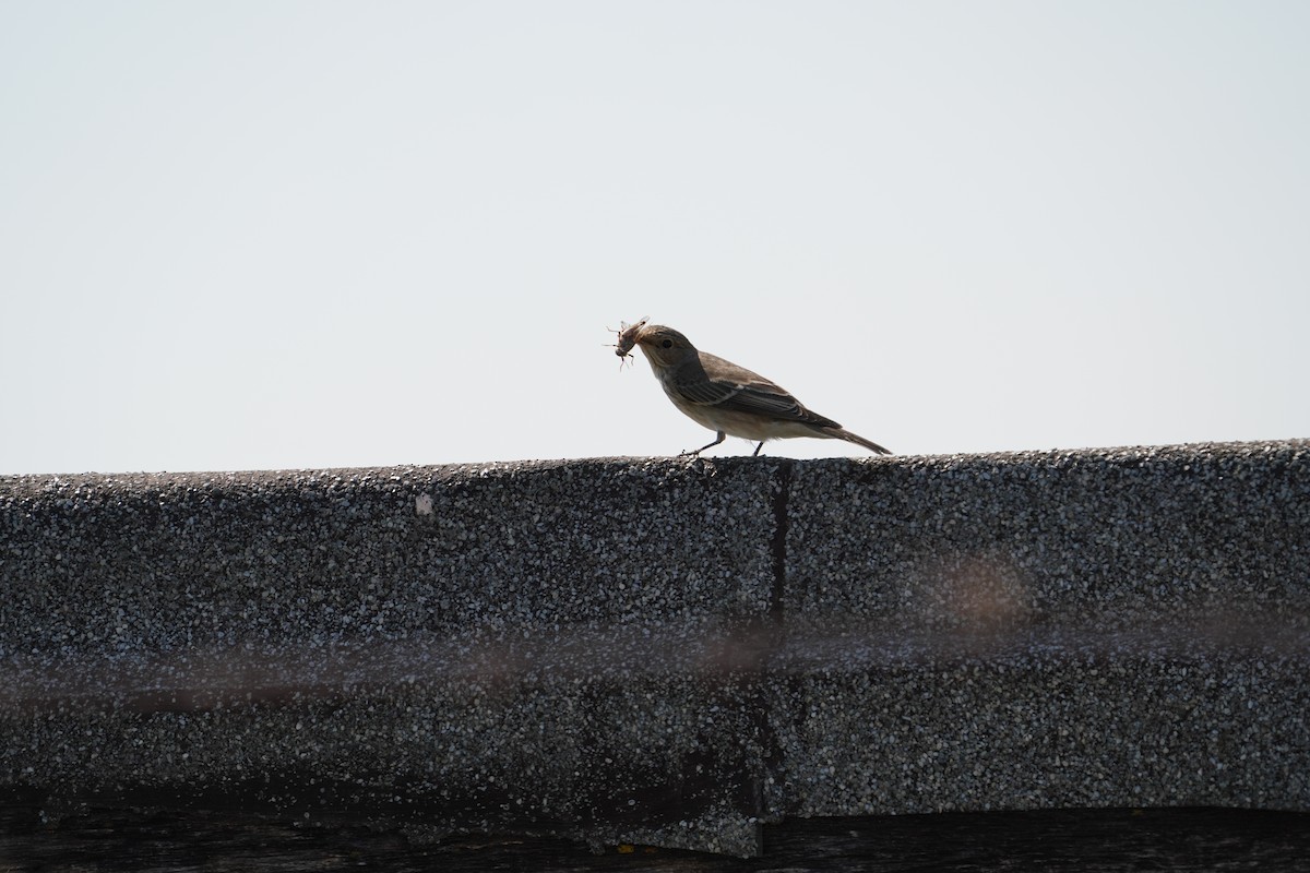 Spotted Flycatcher - Irina M