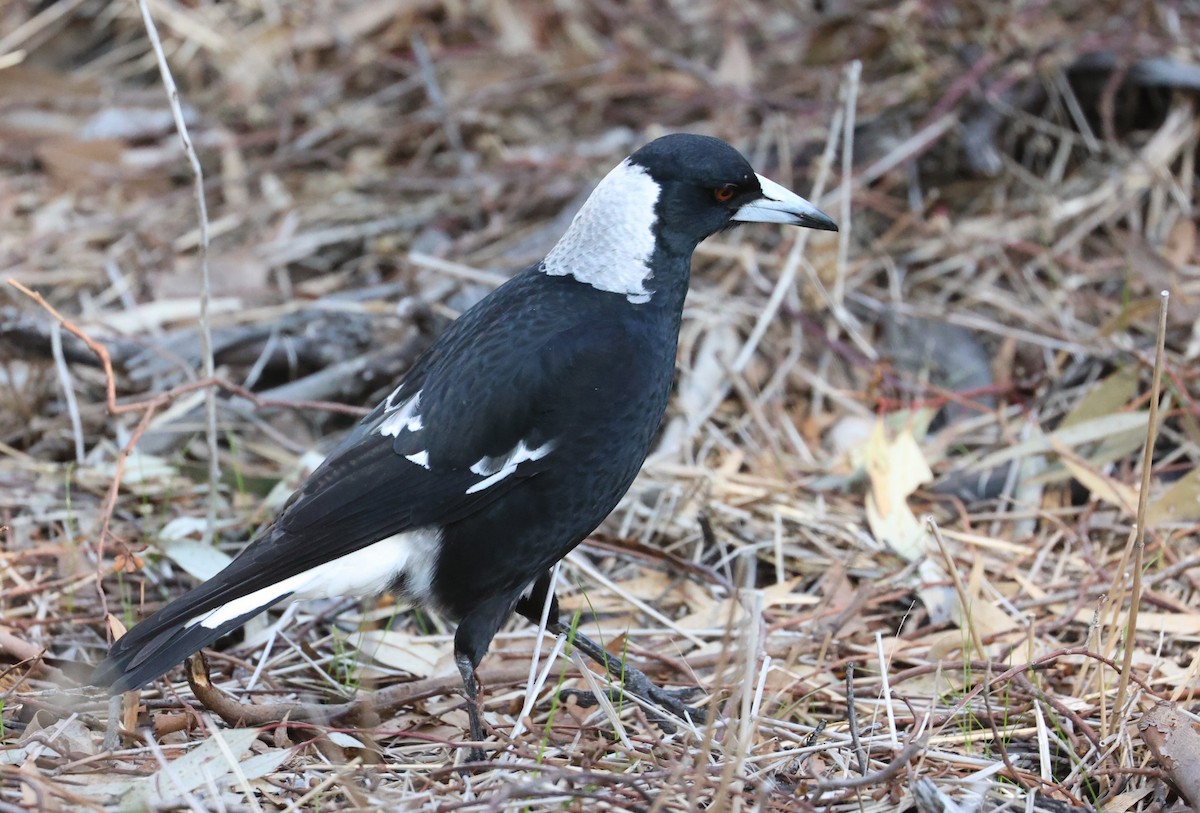 Australian Magpie (Black-backed) - ML622105741