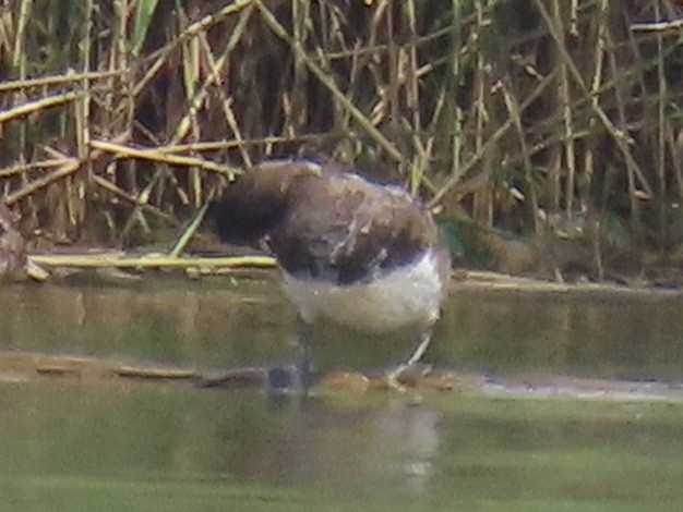 Lesser Scaup - ML622105751