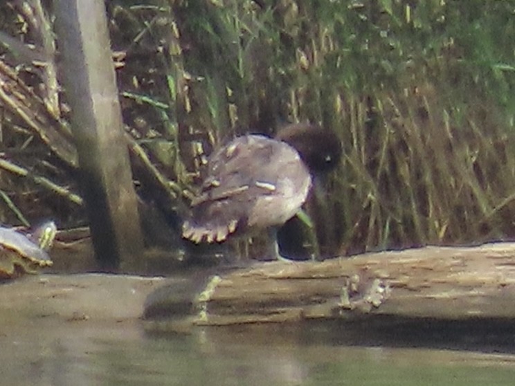 Lesser Scaup - ML622105752