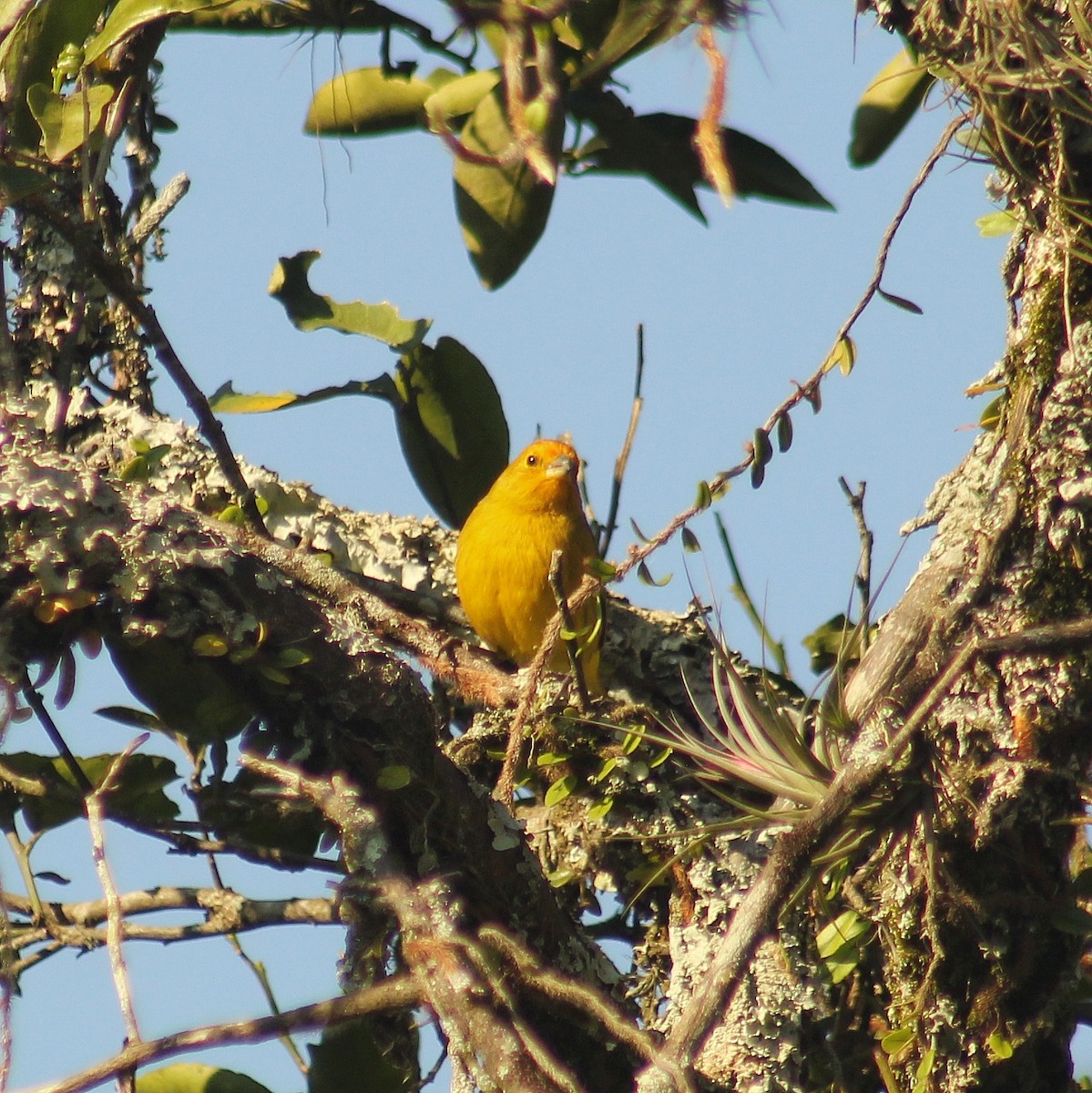 Saffron Finch - ML622105756