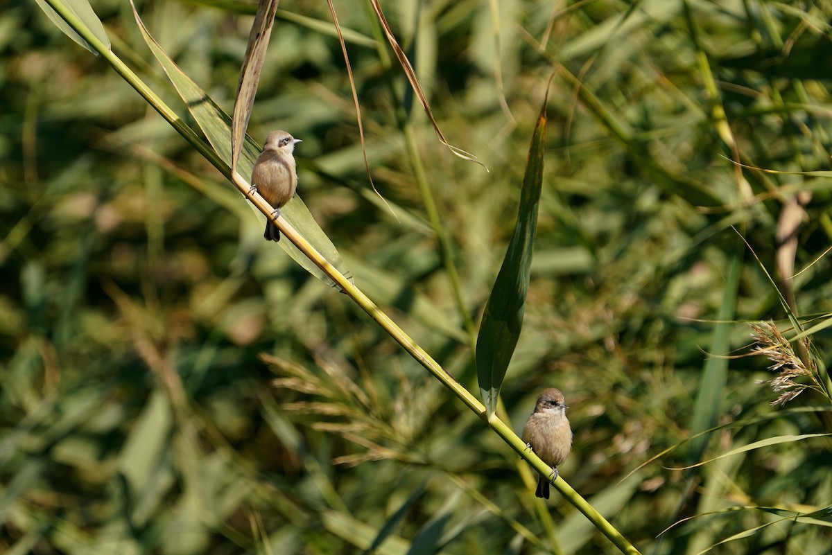 Eurasian Penduline-Tit - ML622105760