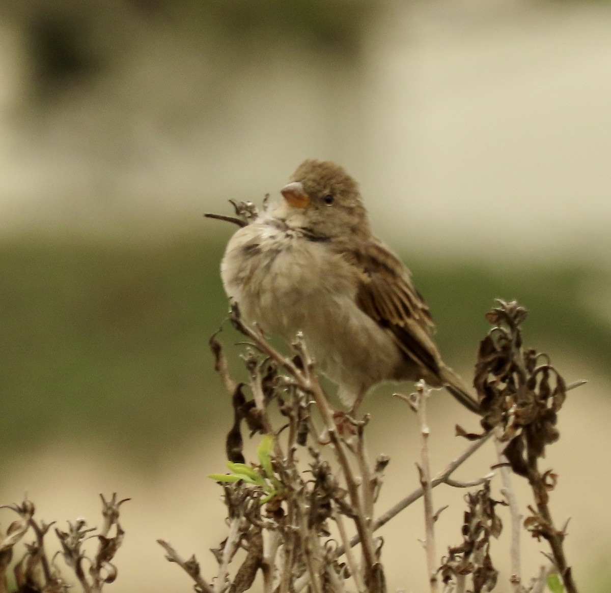 House Sparrow - ML622105761