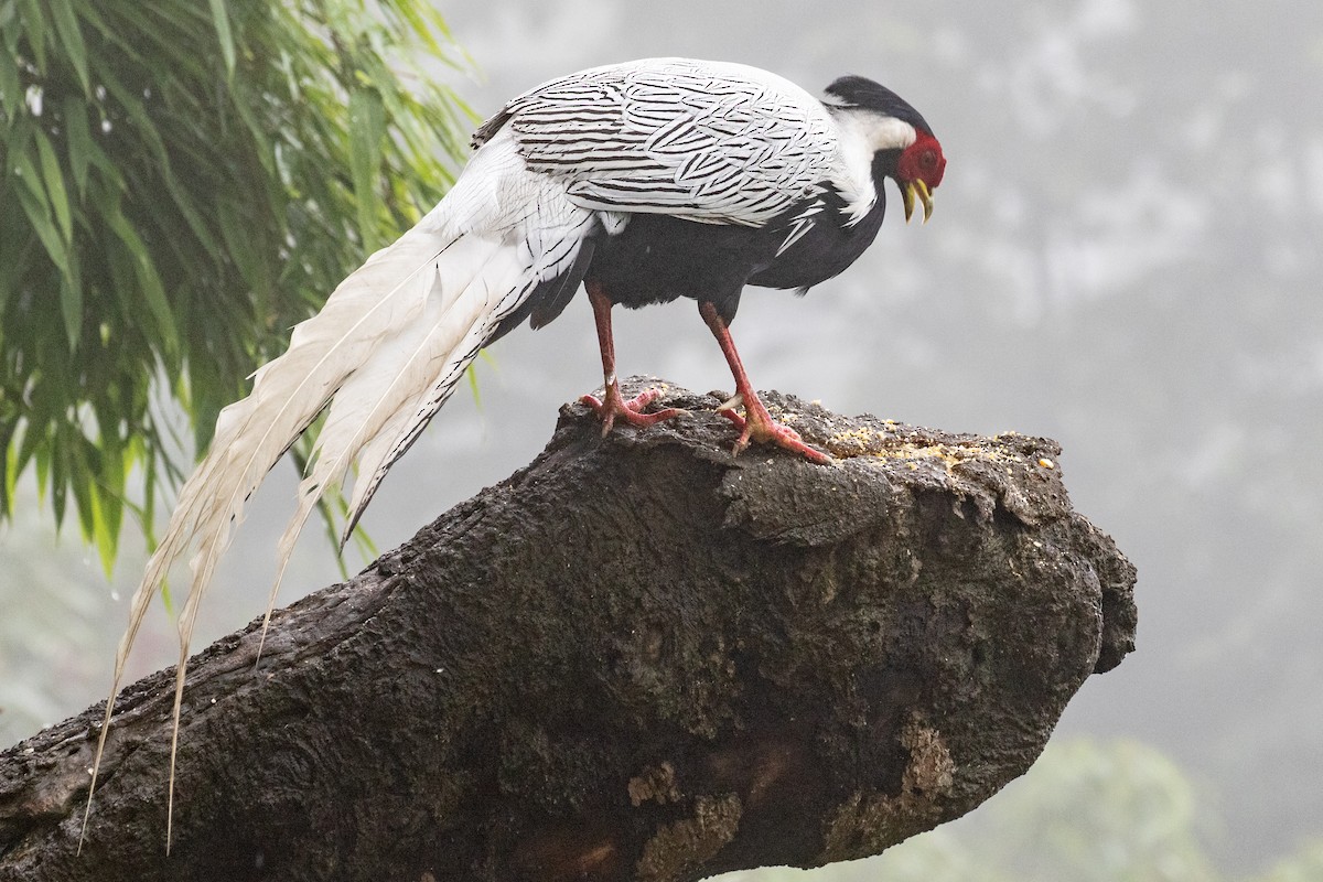 Silver Pheasant - Sue Wright