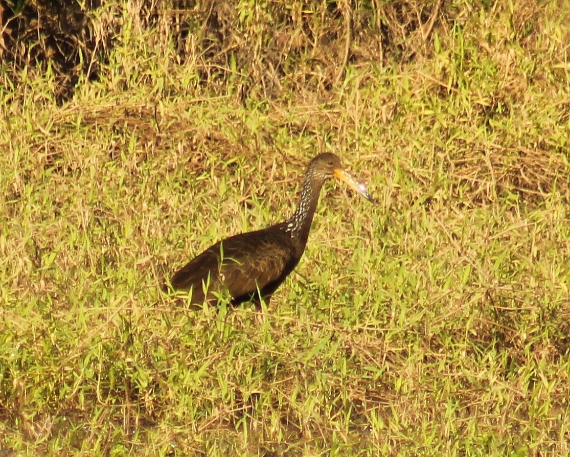 Limpkin (Brown-backed) - ML622105862