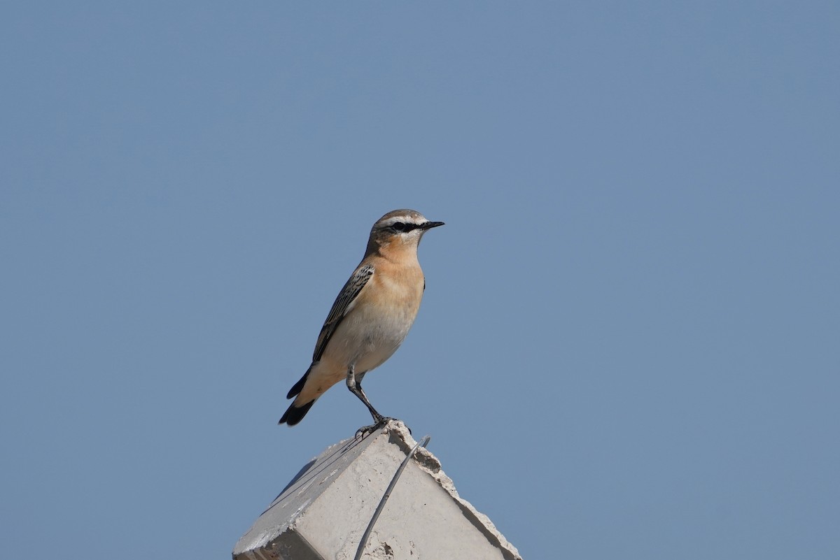 Northern Wheatear - ML622105872