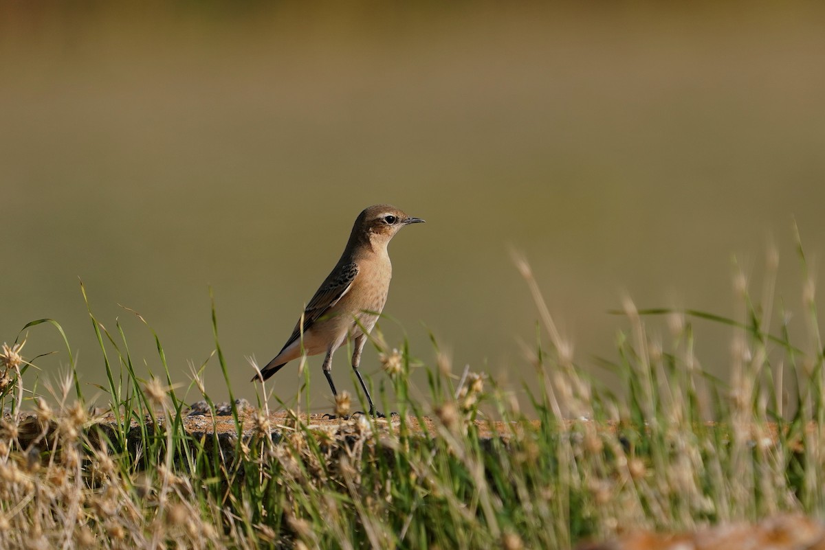 Northern Wheatear - ML622105874