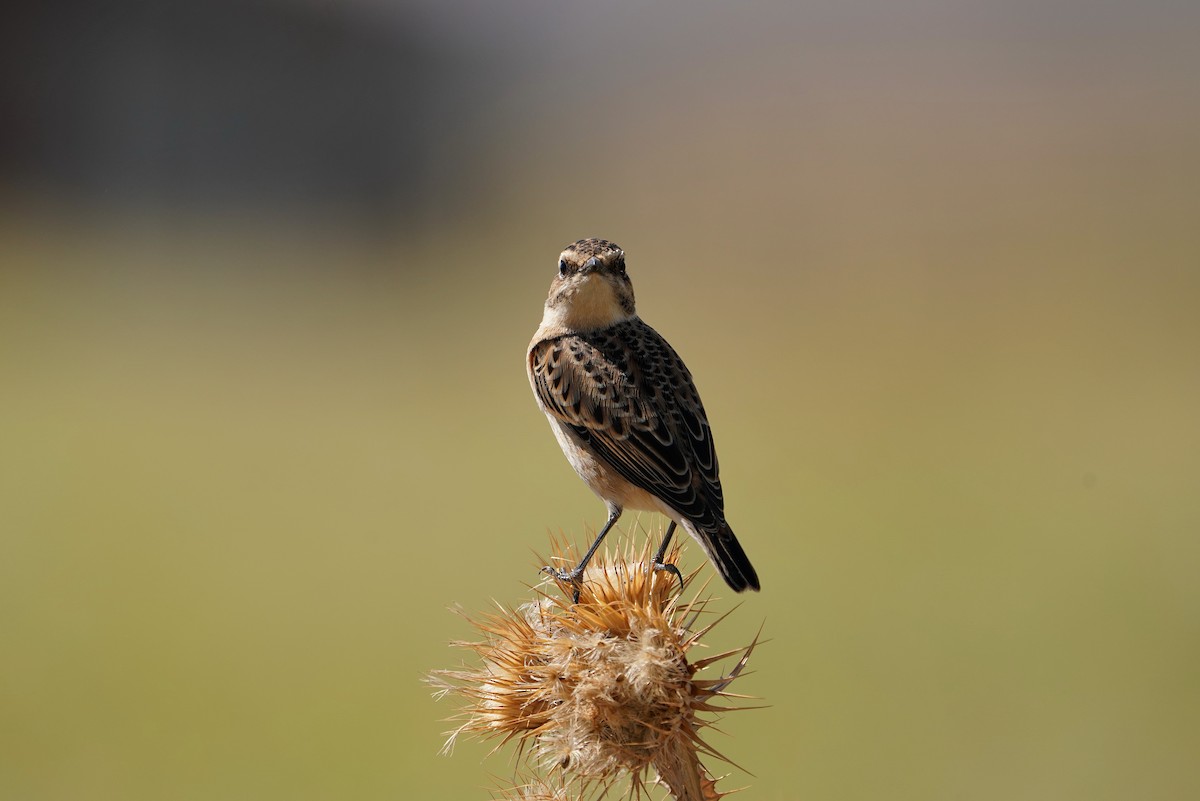 Whinchat - ML622105898