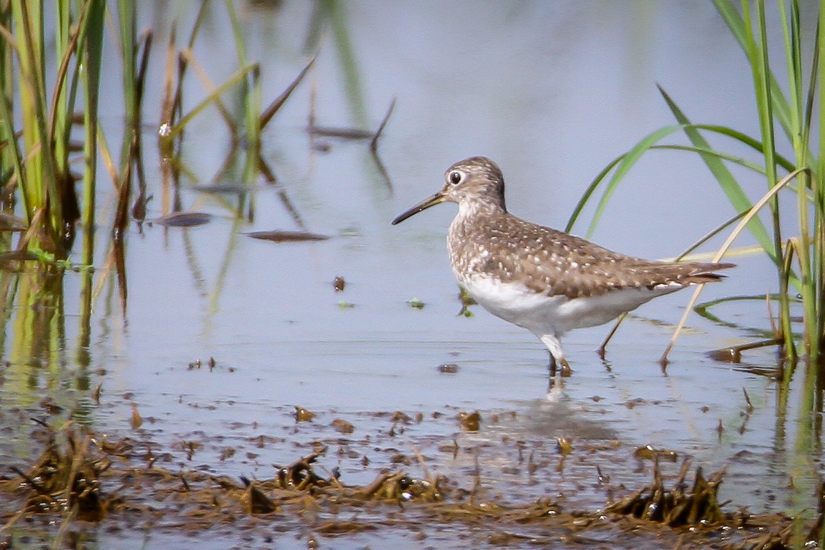 Solitary Sandpiper - Denise Hargrove