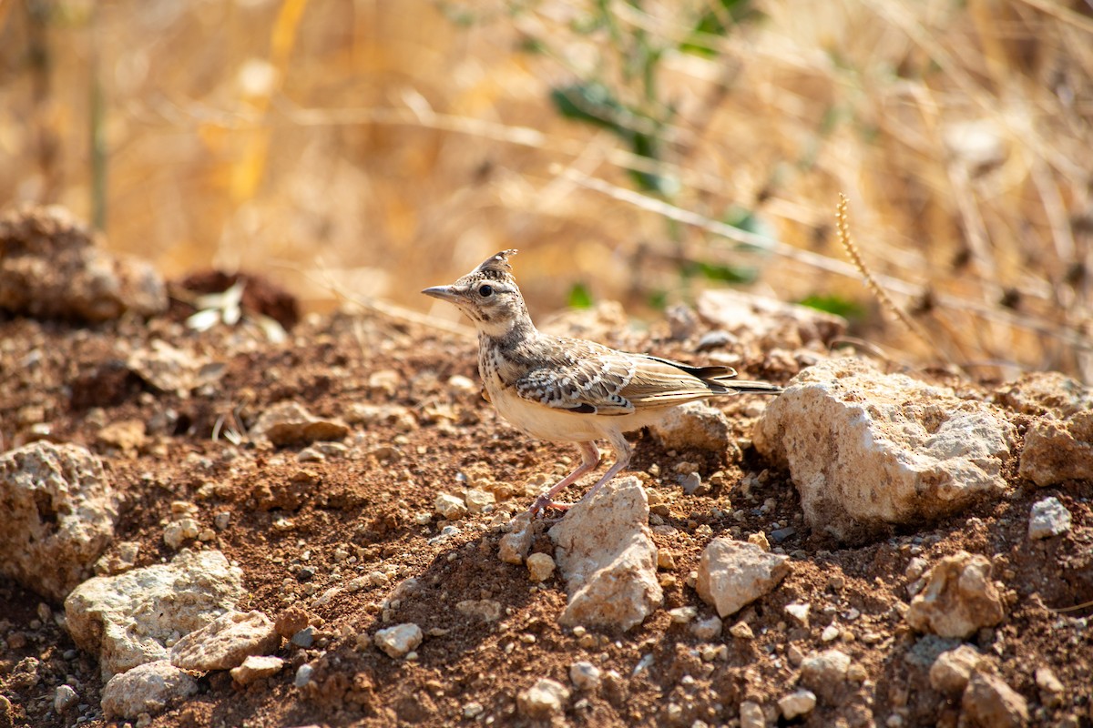 Crested Lark - Ali COBANOGLU