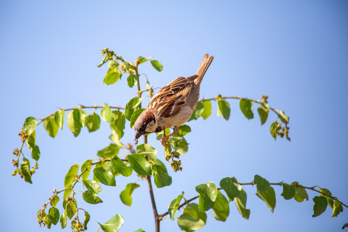 Moineau domestique - ML622105908