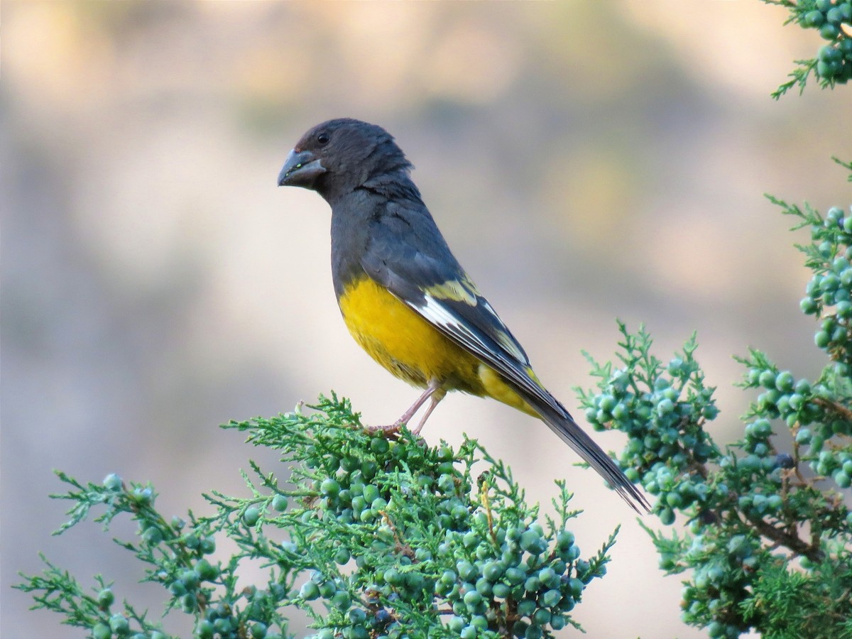 White-winged Grosbeak - ML622105909